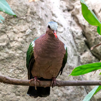 Grey capped emerald dove
