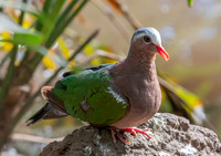 Grey capped emerald dove