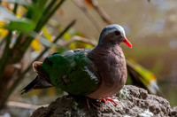 Grey capped emerald dove