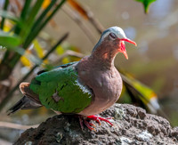 Grey capped emerald dove