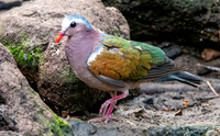 Grey capped emerald dove