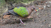 Grey capped emerald dove