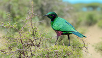 Emerald Starling