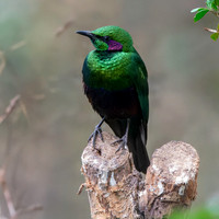 Emerald Starling