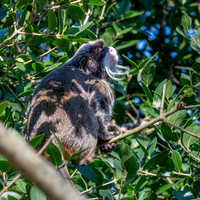 Emperor tamarin