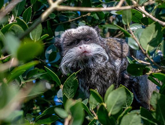 Emperor tamarin