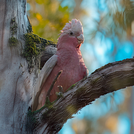 Galah / Roseate Cockatoo