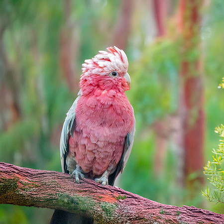 Galah / Roseate Cockatoo