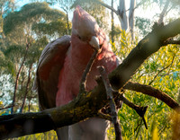 Galah / Roseate Cockatoo