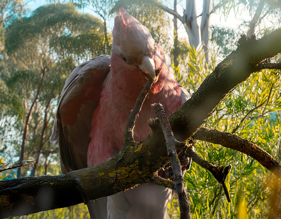 Galah / Roseate Cockatoo