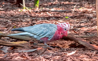 Galah / Roseate Cockatoo