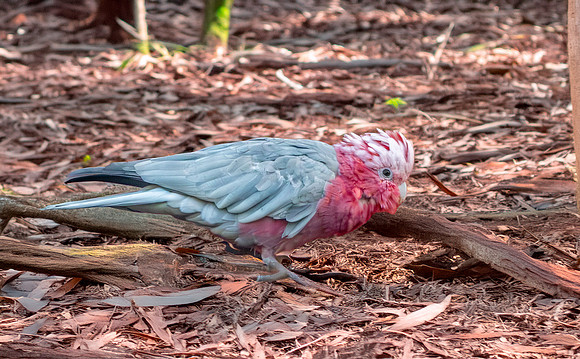 Galah / Roseate Cockatoo