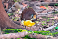Golden heart dove