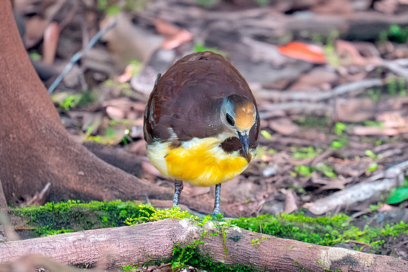 Golden heart dove