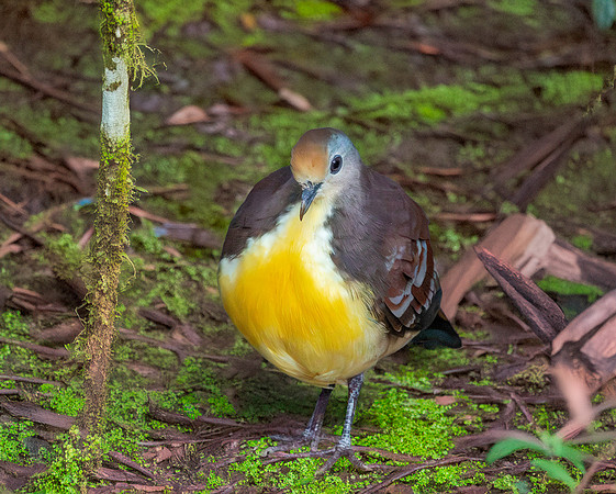 Golden heart dove