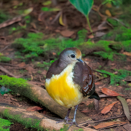 Golden heart dove