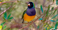 Black headed Gouldian finch