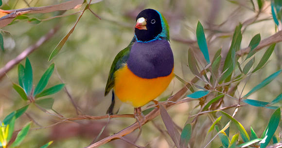 Black headed Gouldian finch