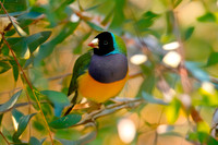 Black headed Gouldian finch