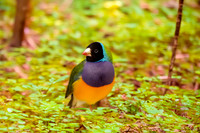 Black headed Gouldian finch