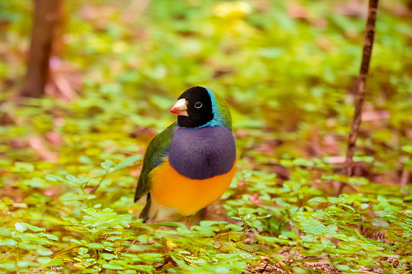 Black headed Gouldian finch