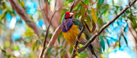 Red headed Gouldian finch