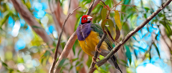 Red headed Gouldian finch