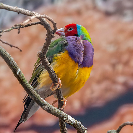 Red headed Gouldian finch