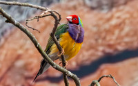 Red headed Gouldian finch