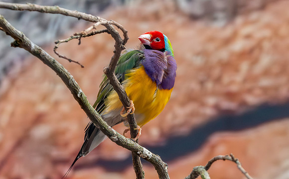 Red headed Gouldian finch