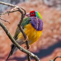 Gouldian finch