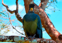 Great blue turaco