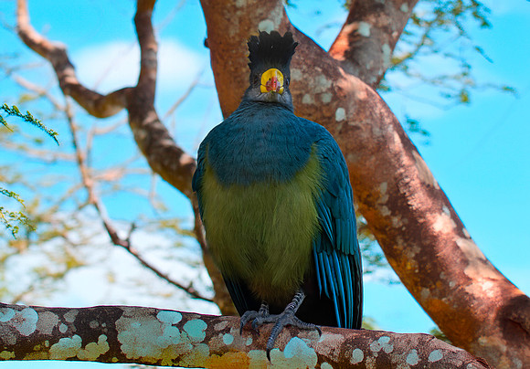 Great blue turaco