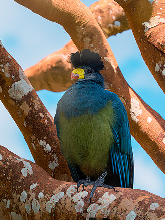 Great blue turaco