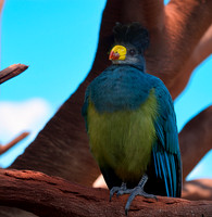 Great blue turaco