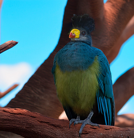 Great blue turaco
