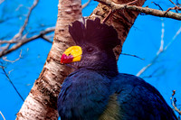 Great blue turaco