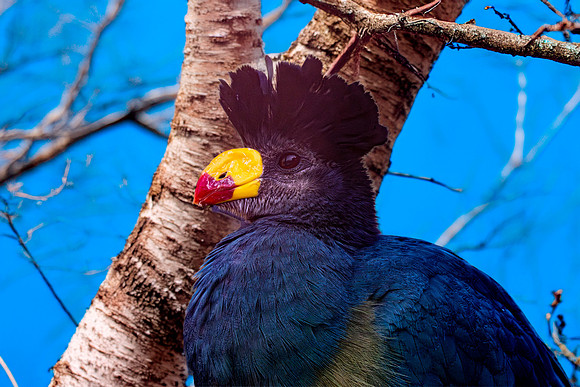 Great blue turaco
