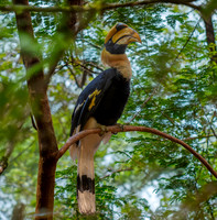 Great Indian hornbill, male