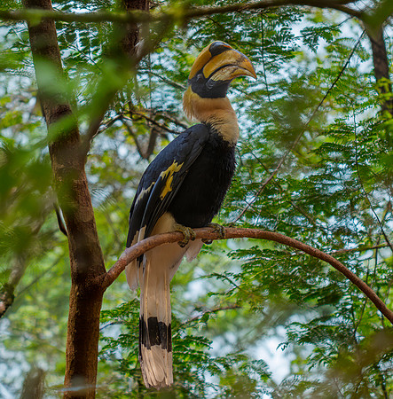 Great Indian hornbill, male