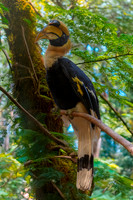 Great Indian hornbill, male