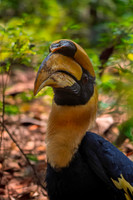 Great Indian hornbill, male