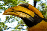 Great Indian hornbill, male