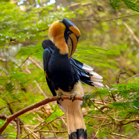 Great Indian hornbill, male