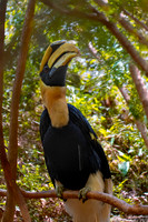 Great Indian hornbill, male