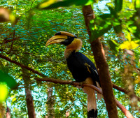 Great Indian hornbill, male