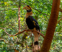 Great Indian hornbill, male