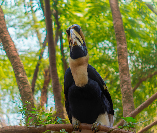 Great Indian hornbill, male