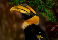 Great Indian hornbill