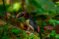 Green aracari